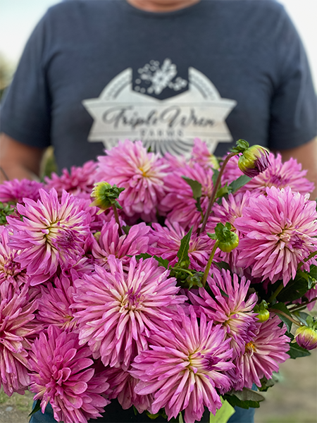 Pink and White and purple Bloomquist Pincushion Dahlia Tubers from Triple Wren Farms