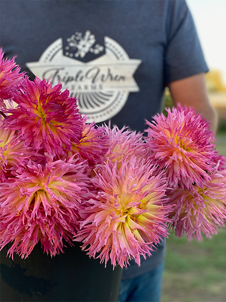 Bloomquist Mildred S dahlia tubers from Triple Wren Farms