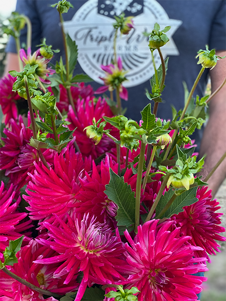 Bloomquist Loud Dahlia Tuber