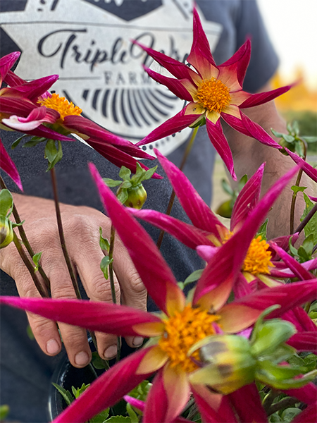 Tubercule de dahlia français Bloomquist