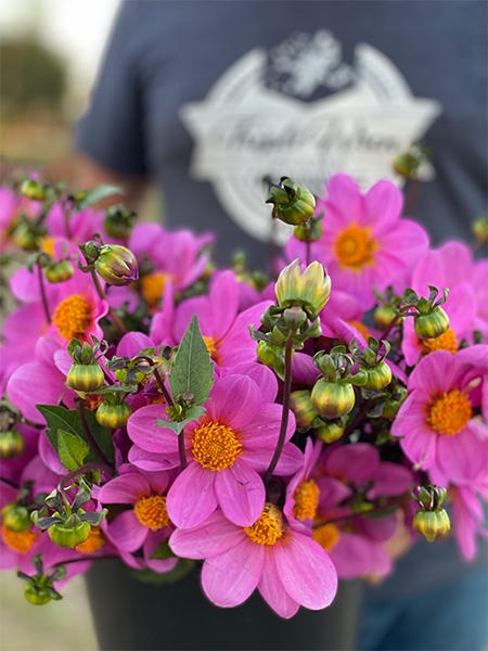 Bloomquist Dainty Dahlia Tuber