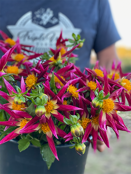 Tubercule de dahlia français Bloomquist