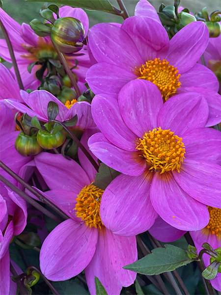 Bloomquist Dainty Dahlia Tuber