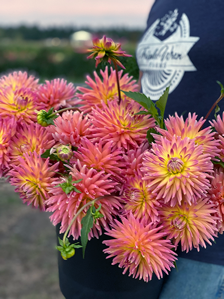 Pink and Purple and Light Yellow and Coral Peggy's Peach Dahlia Tubers from Triple Wren Farms