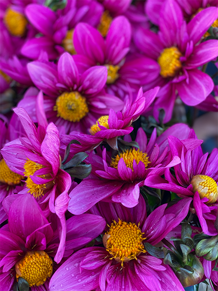 Bloomquist Image Dahlia Tuber