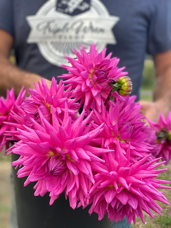 Bloomquist Laura dahlia tubers from Triple Wren Farms