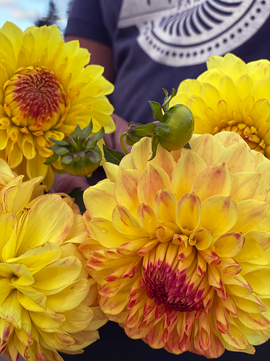 Yellow and Mustard and honey and red and crimson Bloomquist Spicy Dahlia Tubers from Triple Wren Farms