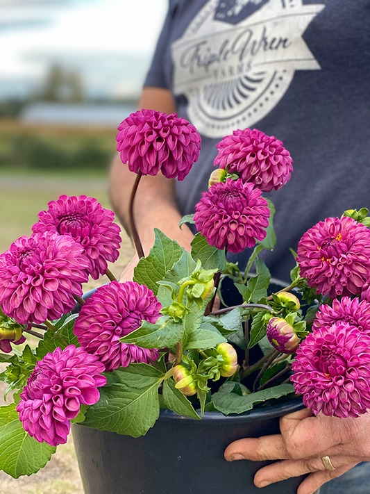 Bloomquist Refreshing Dahlia Tubers from Triple Wren Farms
