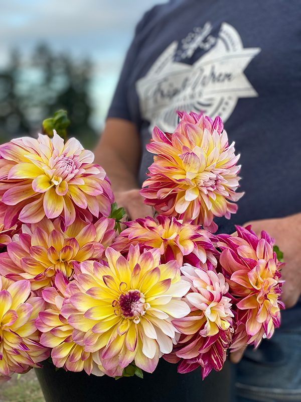 Tubercule de dahlia fantaisie des Caraïbes 