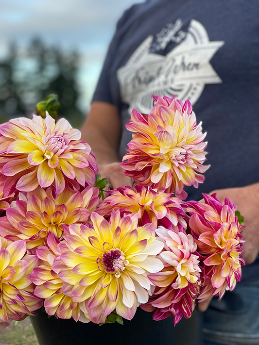 Caribbean Fantasy Dahlia Tuber