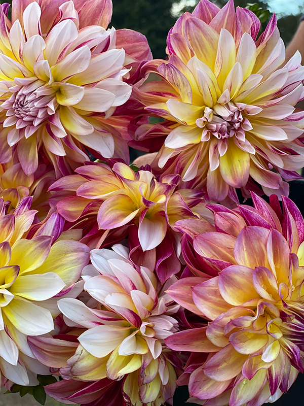 Tubercule de dahlia fantaisie des Caraïbes 