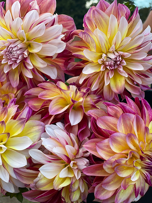 Caribbean Fantasy Dahlia Tuber