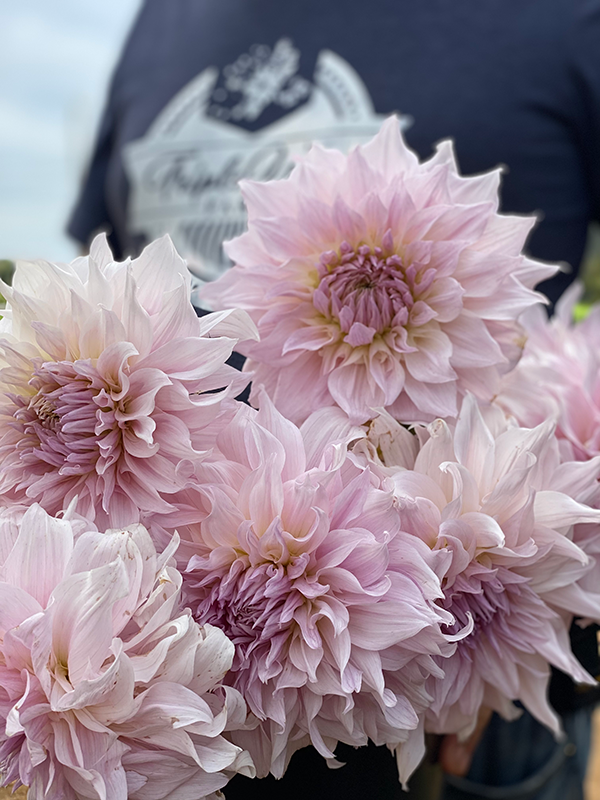 Shiloh Noelle Dahlia Tuber Triple Wren Farms
