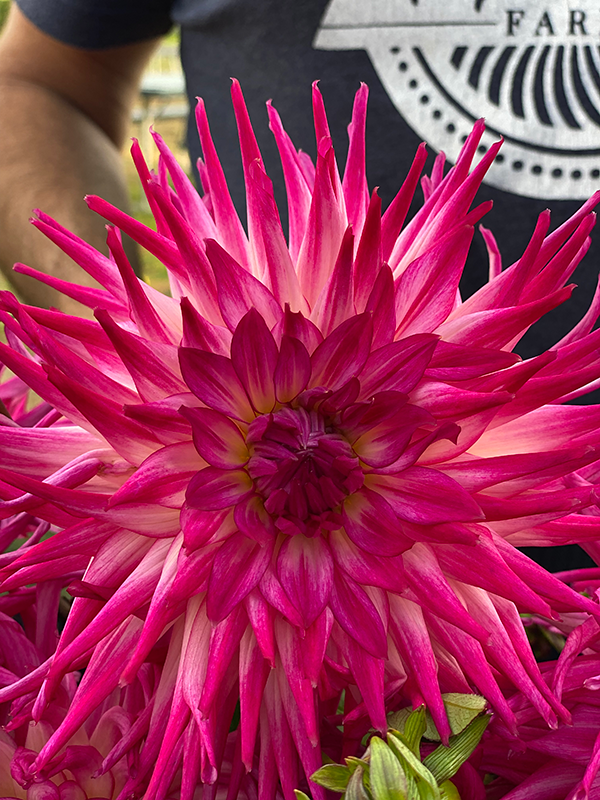 Fuchsia and Pink and Magenta Bloomquist Splash Dahlia Tubers from Triple Wren Farms