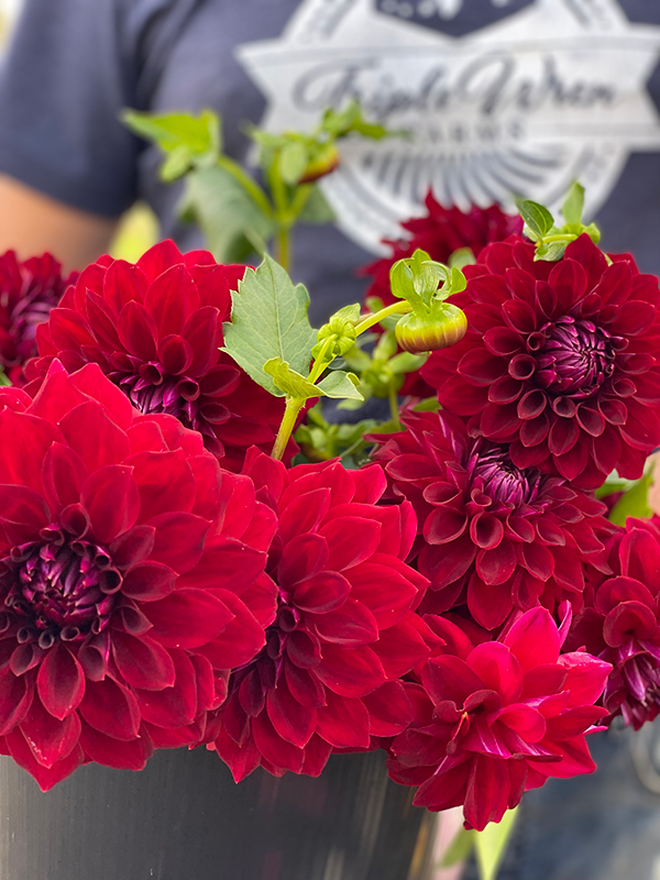 Tahoma Velvet Dahlia Tuber