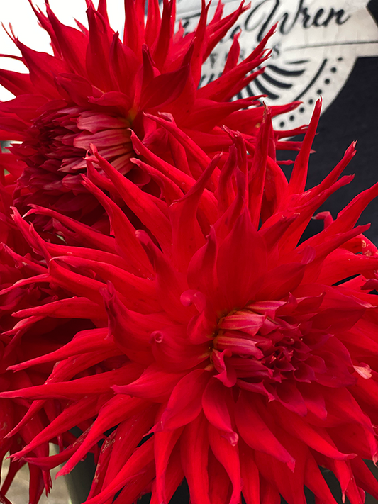 Red and Crimson and Scarlet Bloomquist Joel dahlia tubers from Triple Wren Farms