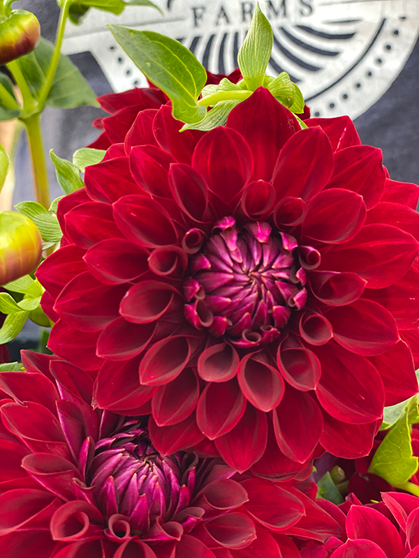 Tahoma Velvet Dahlia Tuber