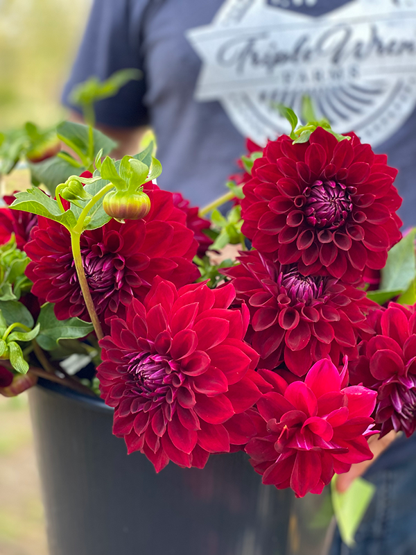 Tahoma Velvet Dahlia Tuber