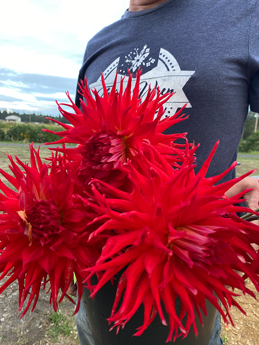 Bloomquist Joel dahlia tubers from Triple Wren Farms