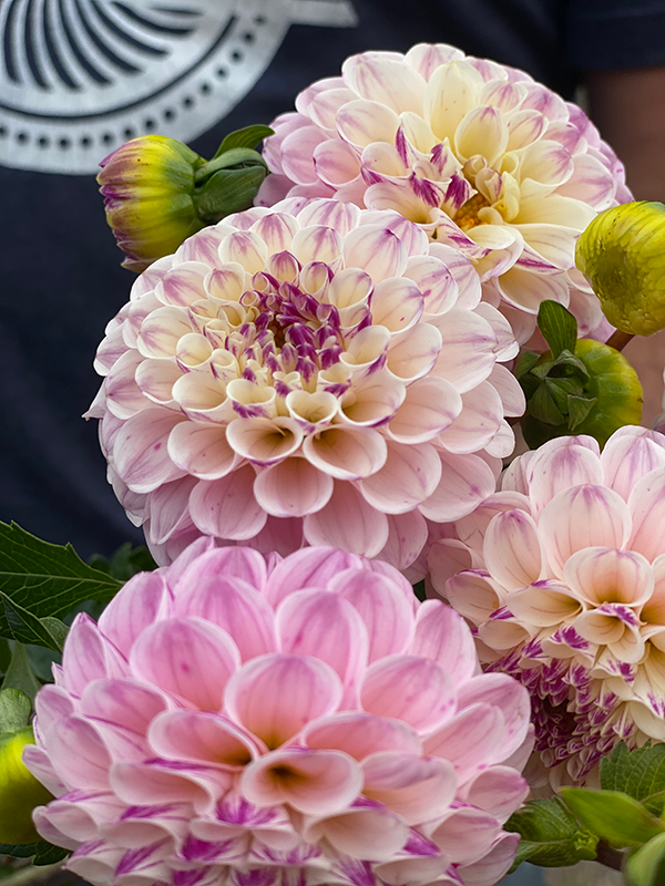 Bloomquist Wonderful Dahlia Tubers from Triple Wren Farms