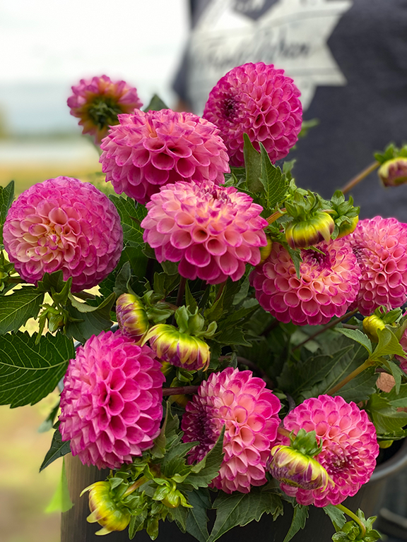 Bloomquist Yea Dahlia Tuber – Triple Wren Farms