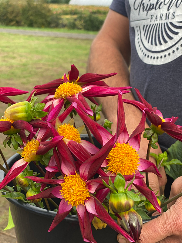 Tubercule de dahlia Bloomquist Relish