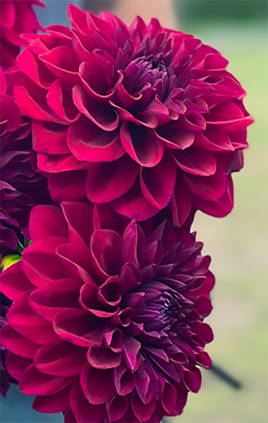 Buy Bloomquist Plum Dahlia Tubers from Triple Wren Farms for your home garden