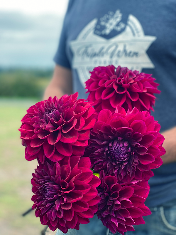 Bloomquist Plum Dahlia Tubers from Triple Wren Farms