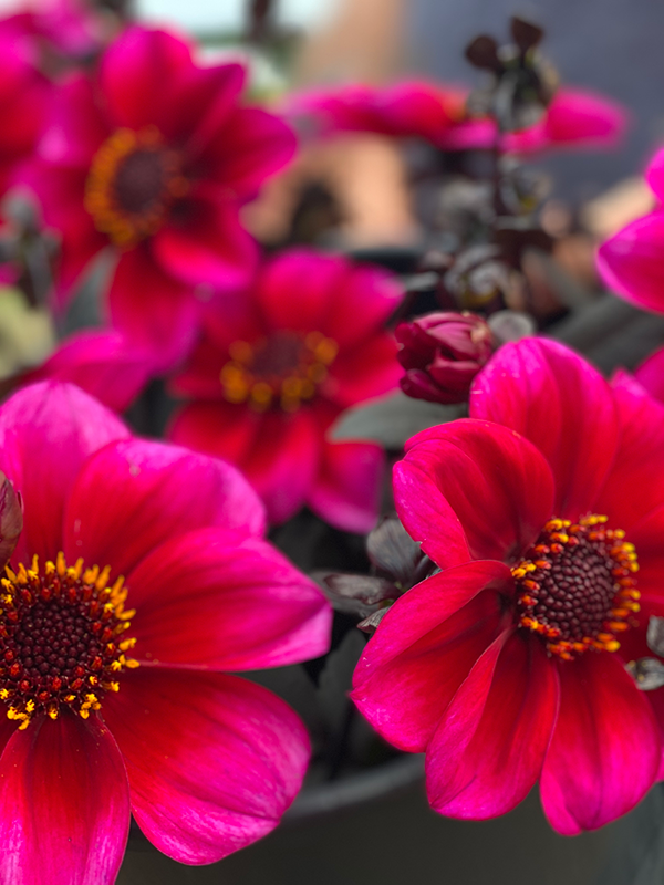 buy Bloomquist Rich Color Dahlia Tubers from Triple Wren Farms for your home garden