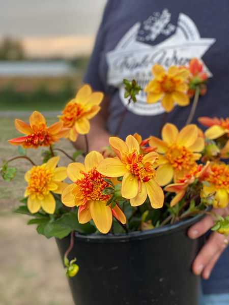 Yellow and Orange and Golden GG's Orange Slice Dahlia Tuber from Triple Wren Farms 