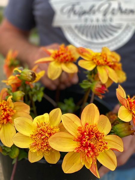 GG's Orange Slice  Dahlia Tuber from Triple Wren Farms