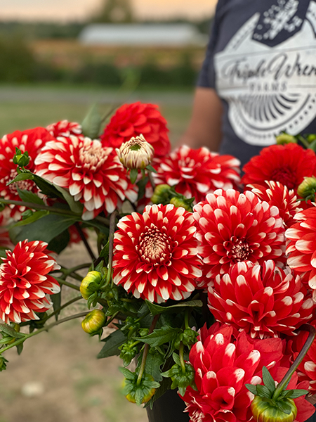 BLQ Chariot Dahlias