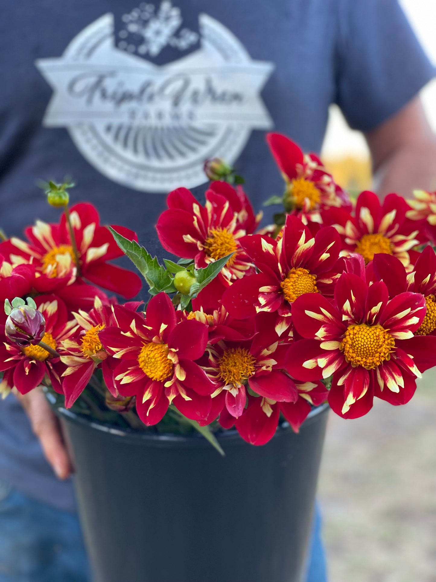 Bloomquist Banquet Dahlia