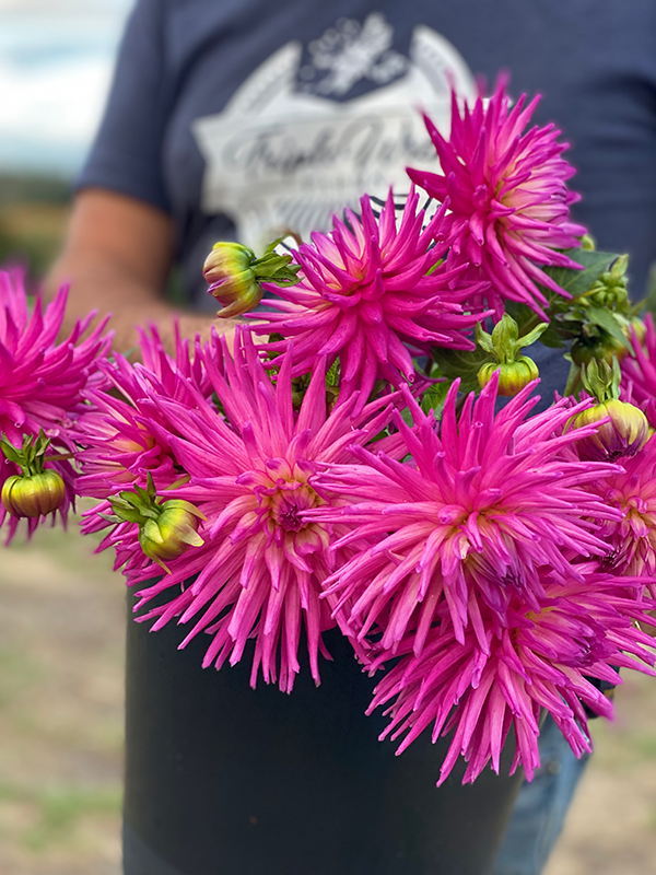 Bloomquist Be Still Dahlia