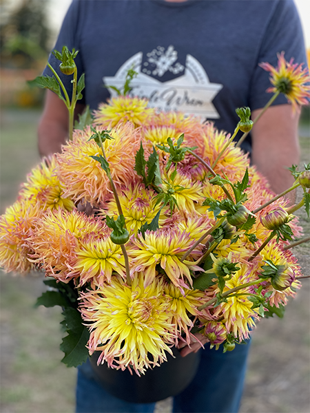 Bloomquist Behold the Glory Dahlias