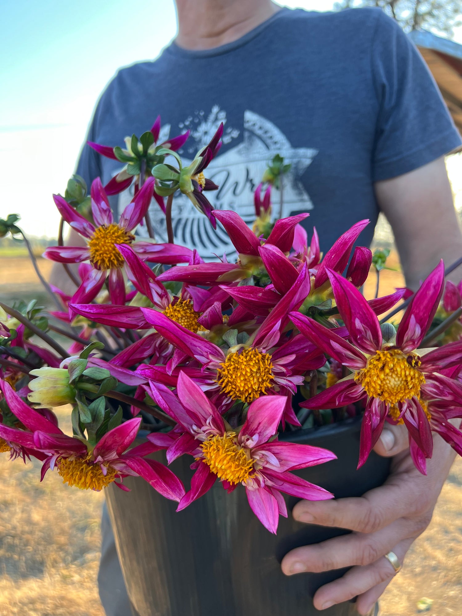 Bloomquist Bellingham Dahlia Tubers