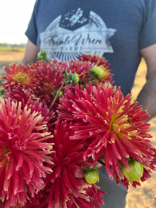 Bloomquist Betty Dahlia Tubers