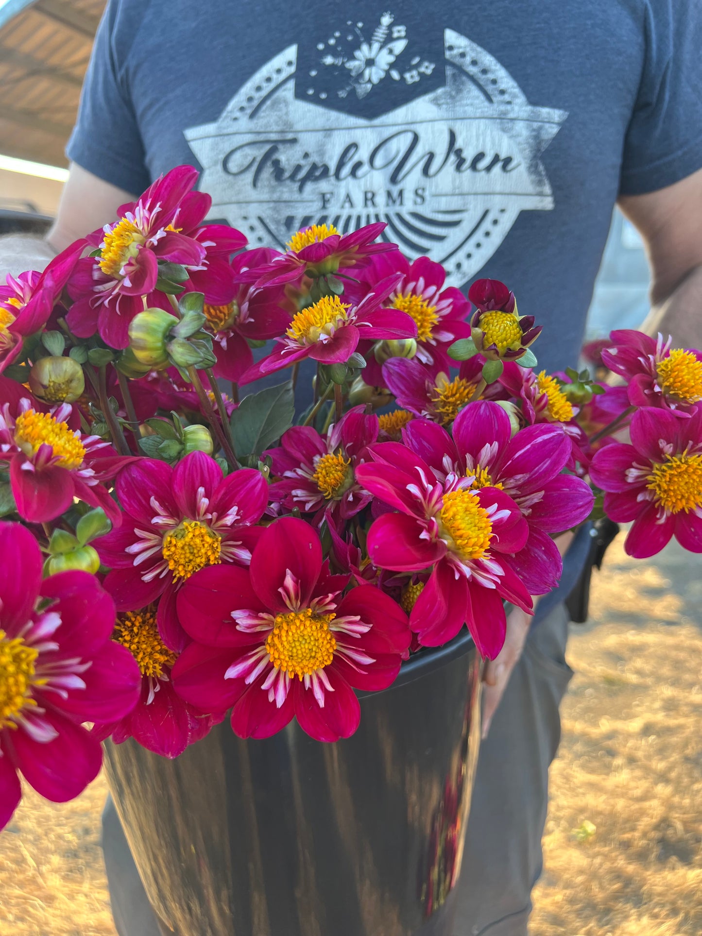 Bloomquist Bonnie dahlia tubers