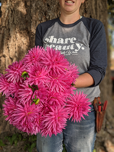 Bloomquist Charm Dahlia Tubers