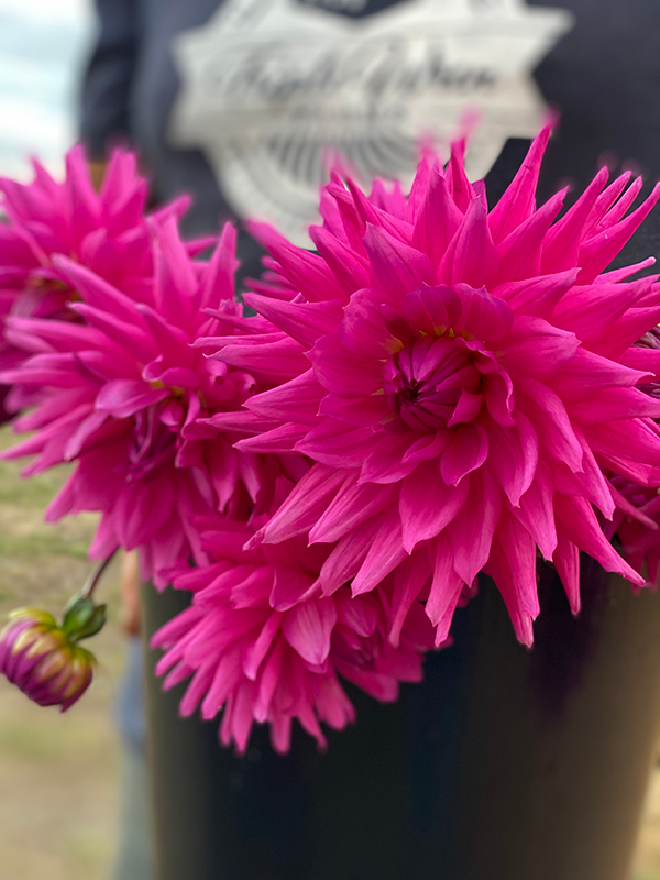 Bloomquist Charm Dahlias