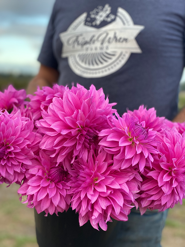A pink Dahlia with fluffy pink petals, held by a person wearing a blue shirt with the text 'Triple Wren Farms' on it.