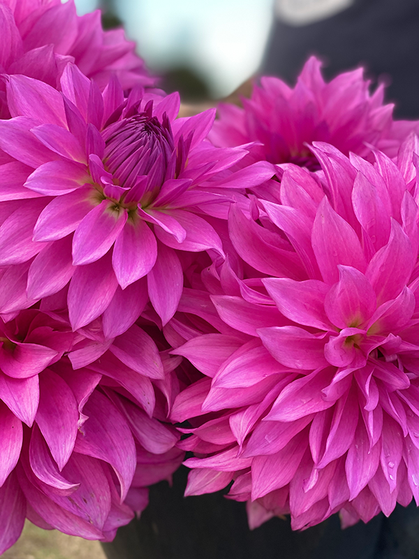 A close up of pink dahlia flowers