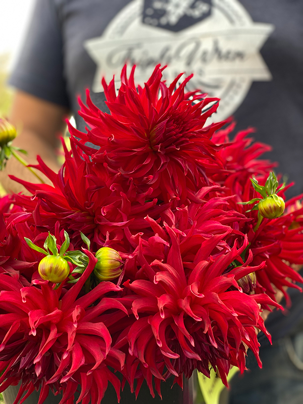 Bloomquist Harold Dahlias