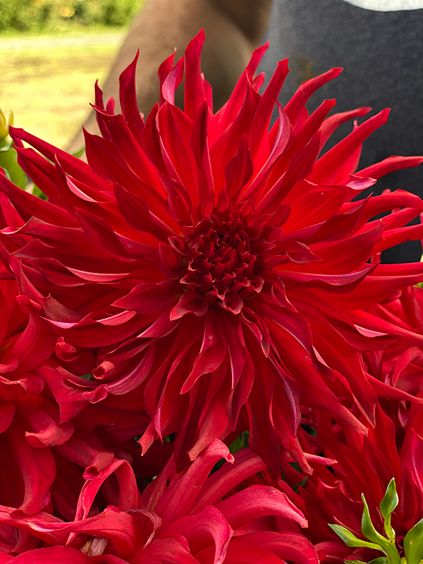 Buy Bloomquist Harold Dahlias Tubers from Triple Wren Farms