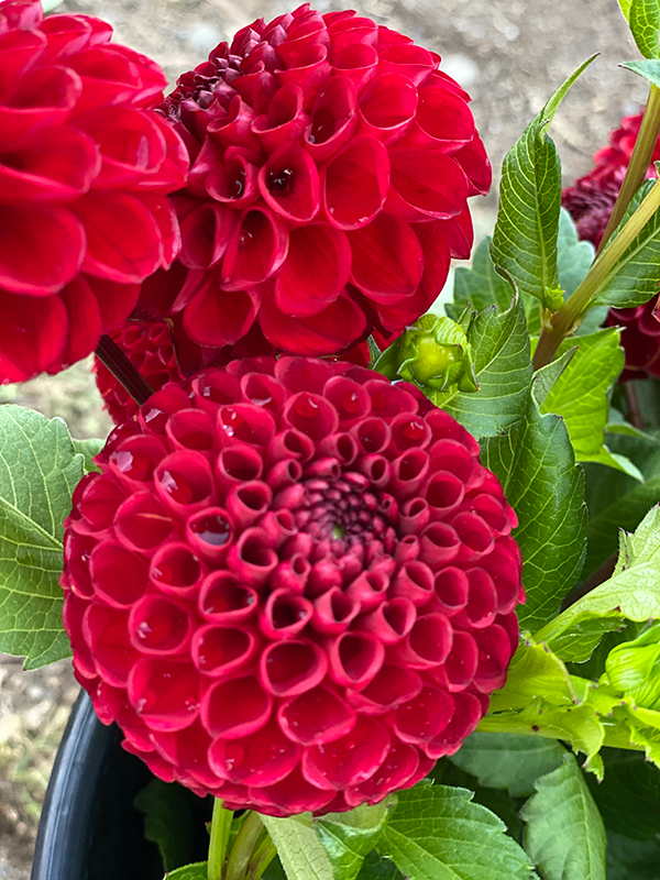 Red and Crimson Bloomquist Paul, Jr. dahlia tubers from Triple Wren Farms