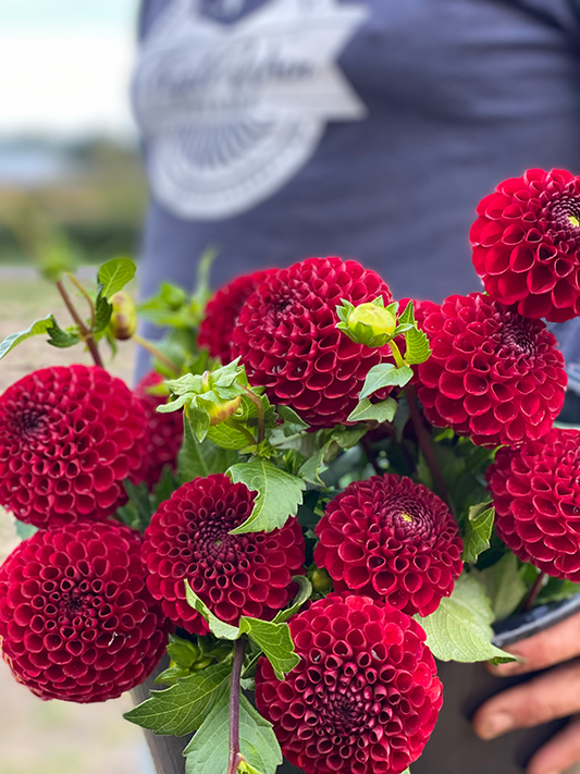 Bloomquist Paul, Jr. dahlia tubers from Triple Wren Farms