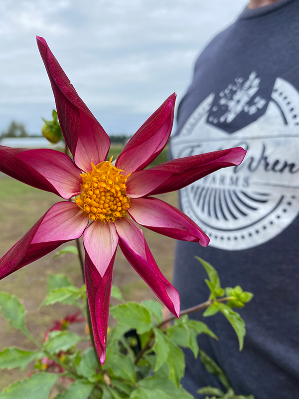 Bloomquist Relish Dahlia