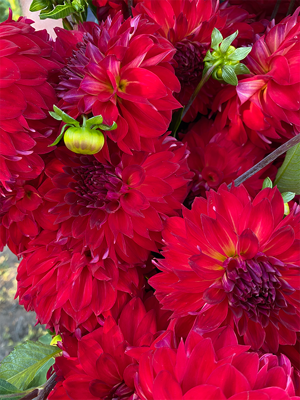 Bloomquist Sightful Dahlia Tubers