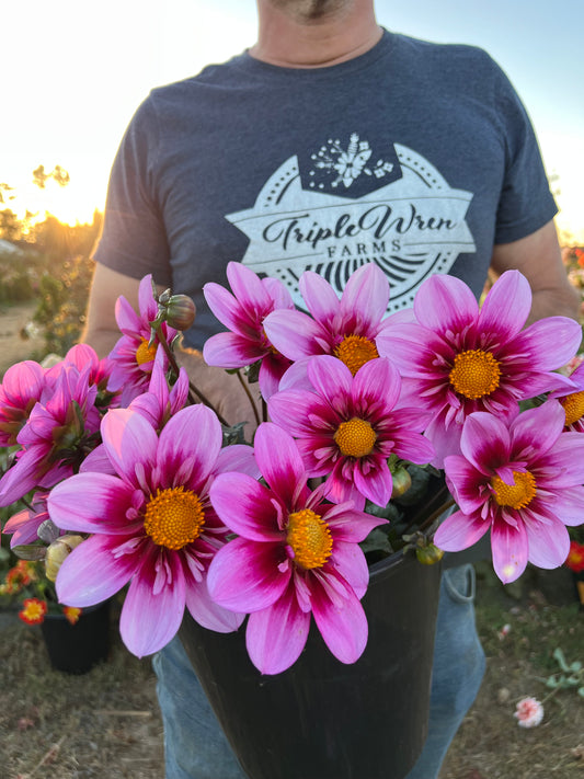 Bloomquist Sweet Dahlia Tubers from Triple Wren Farms