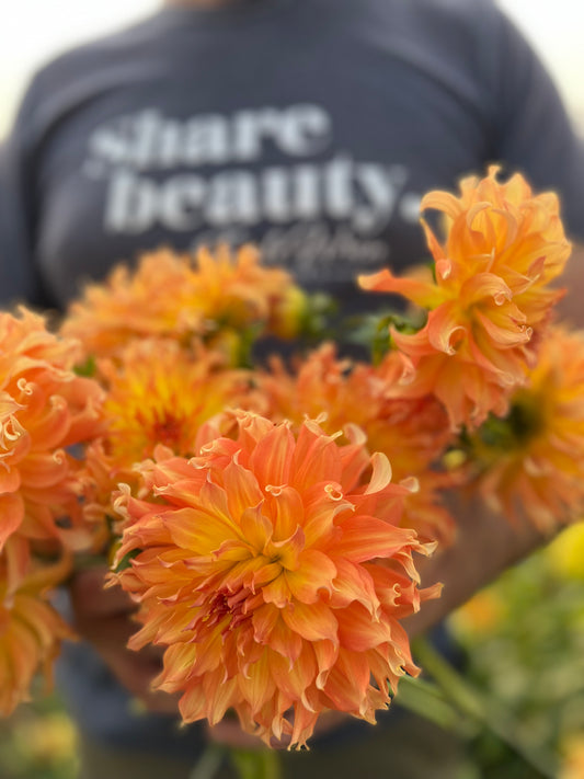 Yellow and Orange and peach Bloomquist Wild Dahlia Tubers from Triple Wren Farms